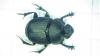Onthophagus verticicornis